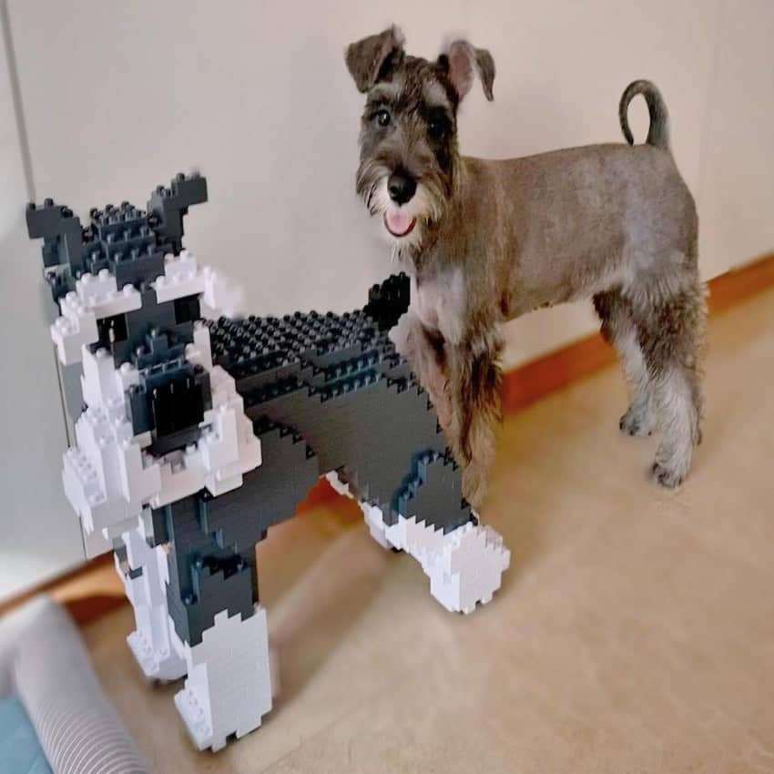 Schnauzer