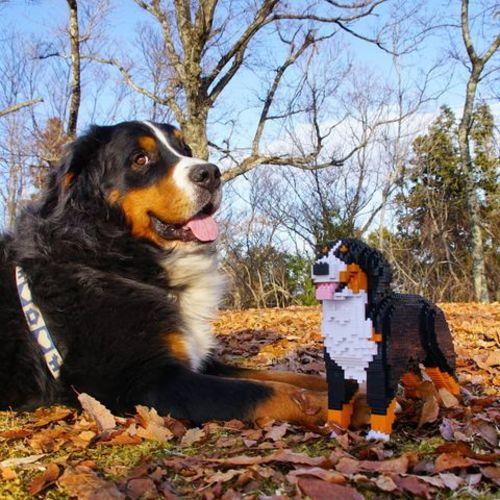 Berner Sennenhond