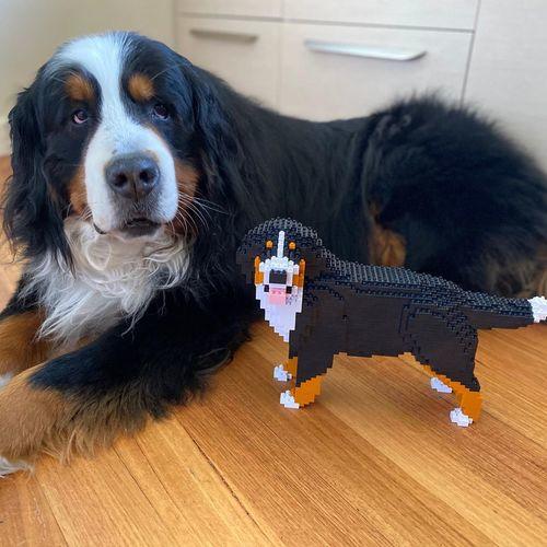 Berner Sennenhond