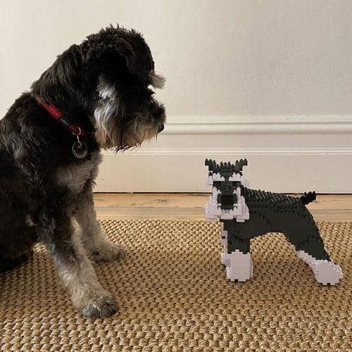 Schnauzer