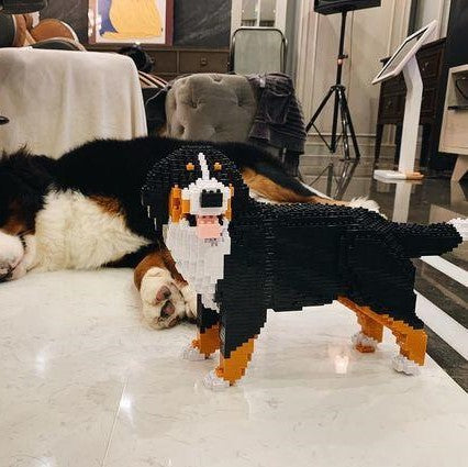 Berner Sennenhond