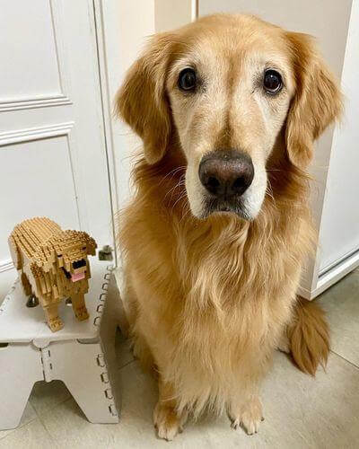 Golden retriever