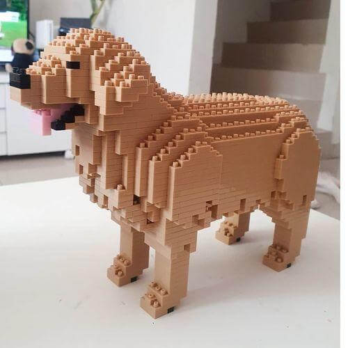 Golden retriever