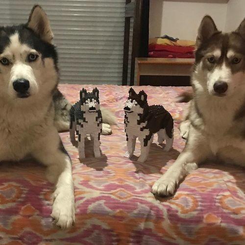 Husky