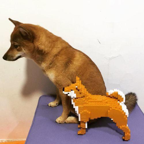 Shiba Inu