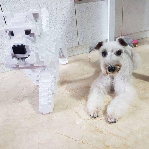 Schnauzer