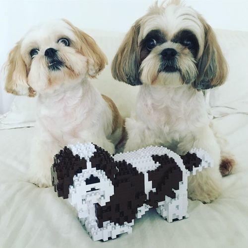 Shih Tzu