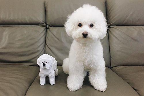 Bichon Frise