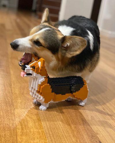 Welse Corgi