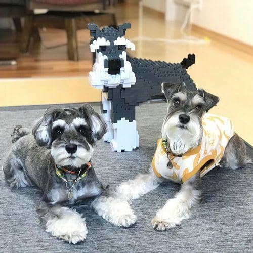 Schnauzer