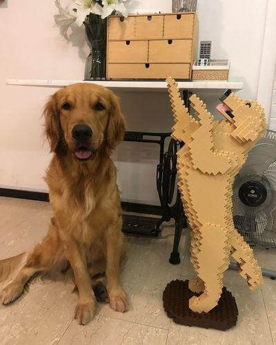 Golden retriever