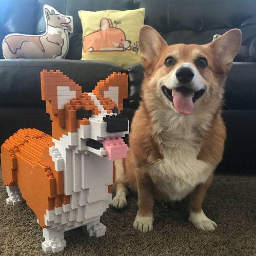 Welse Corgi