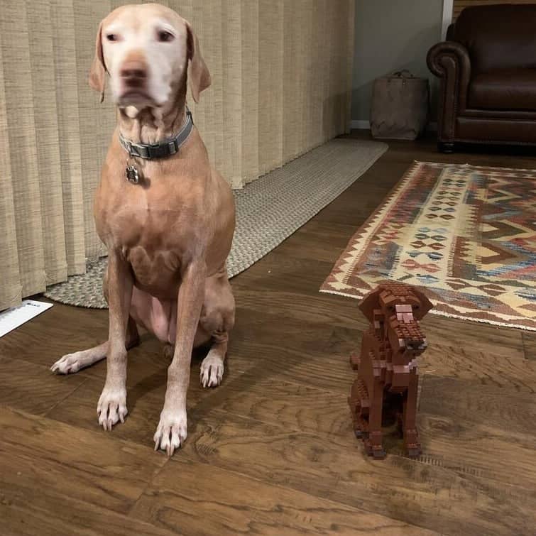 Vizsla