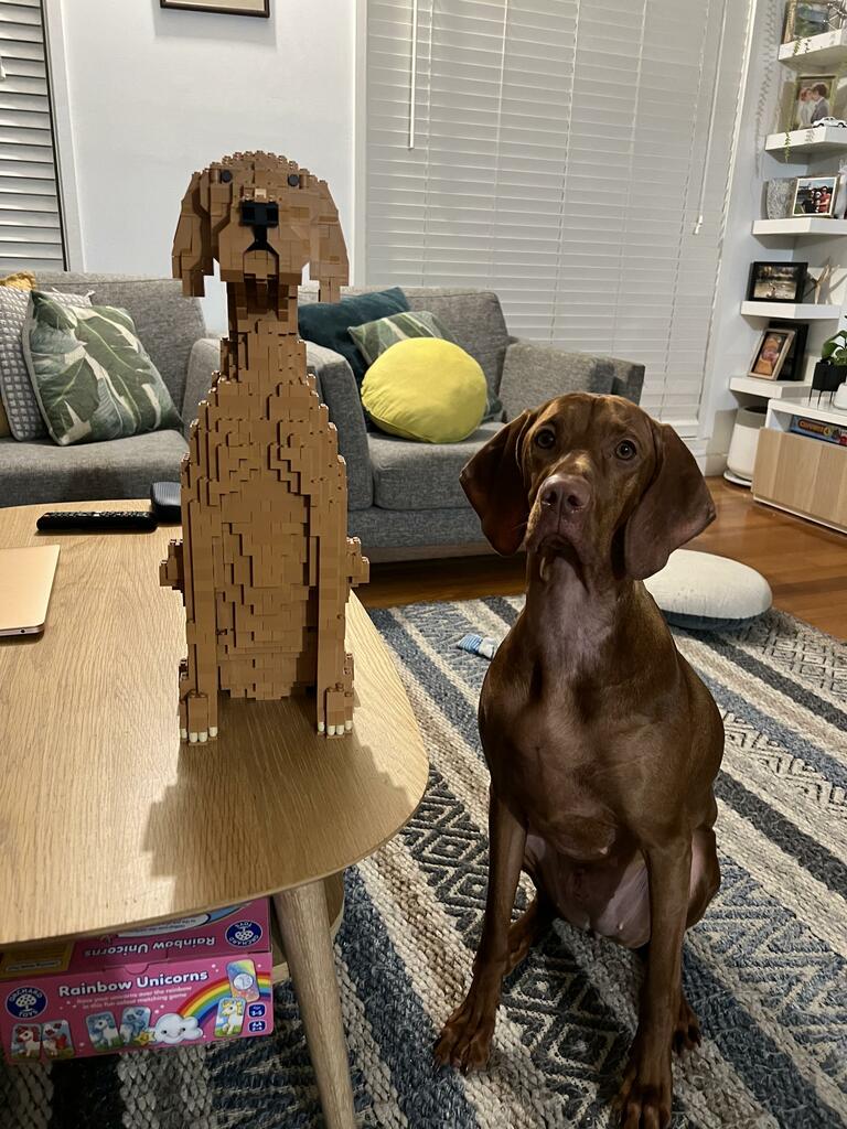 Vizsla