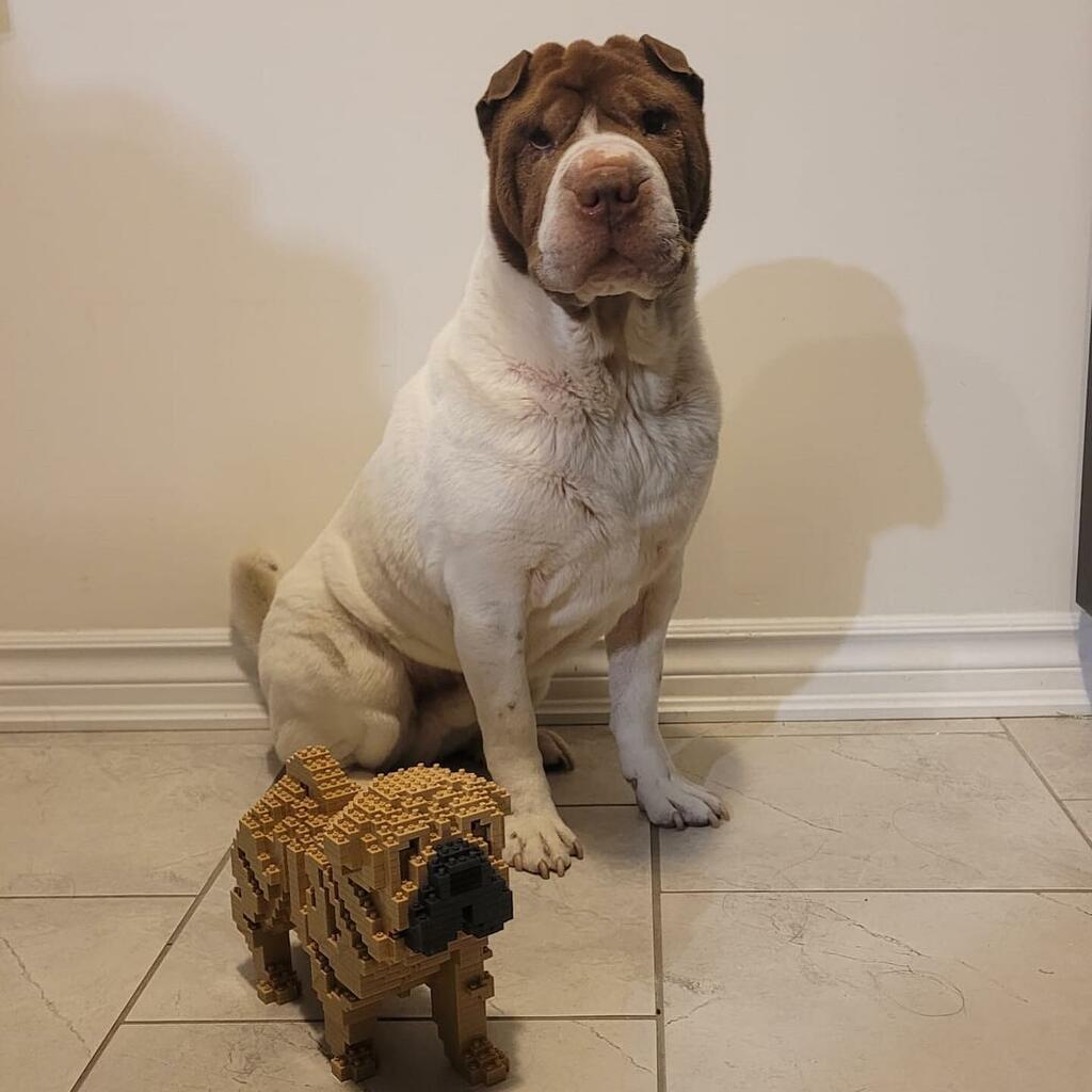 Shar Pei