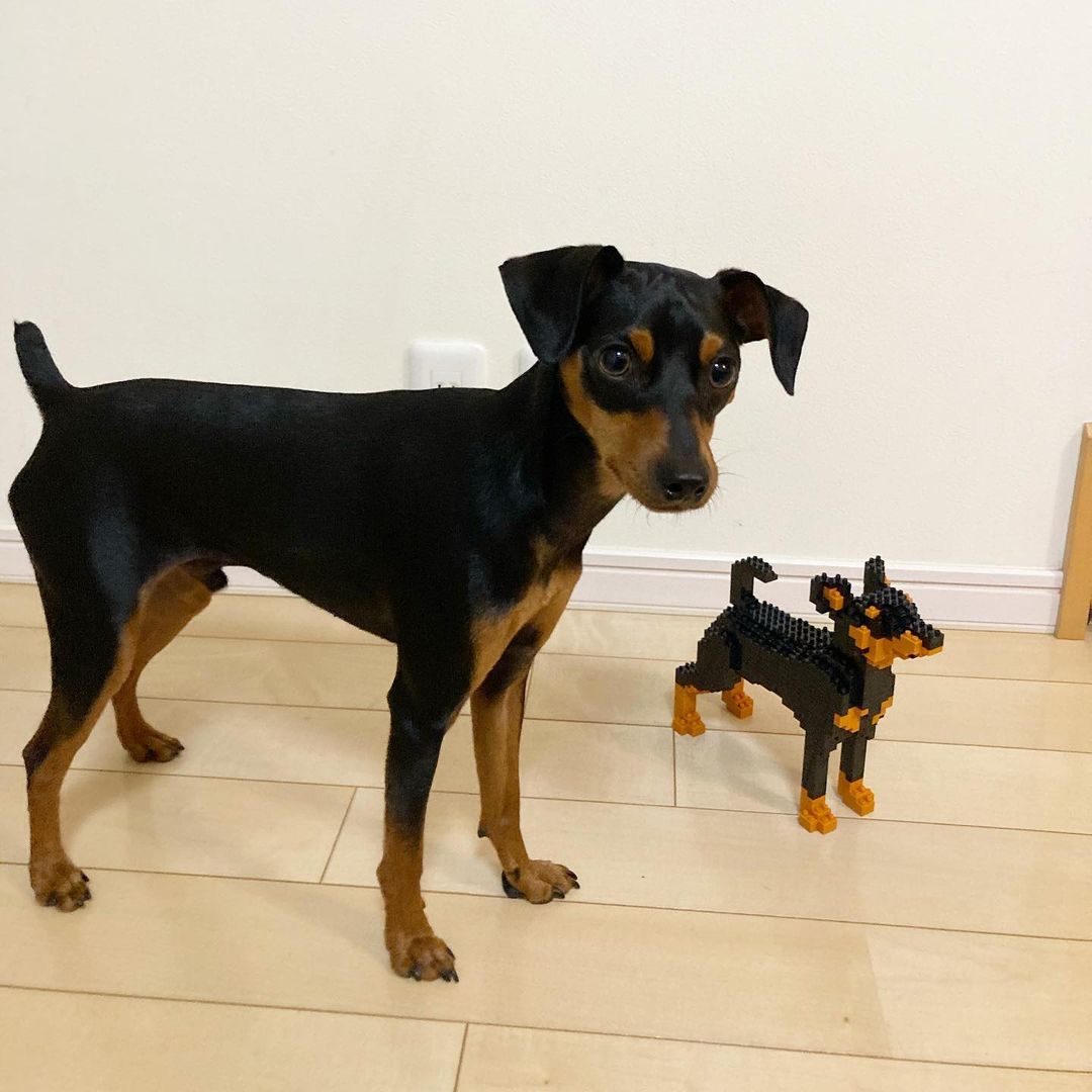 Dwergpinscher