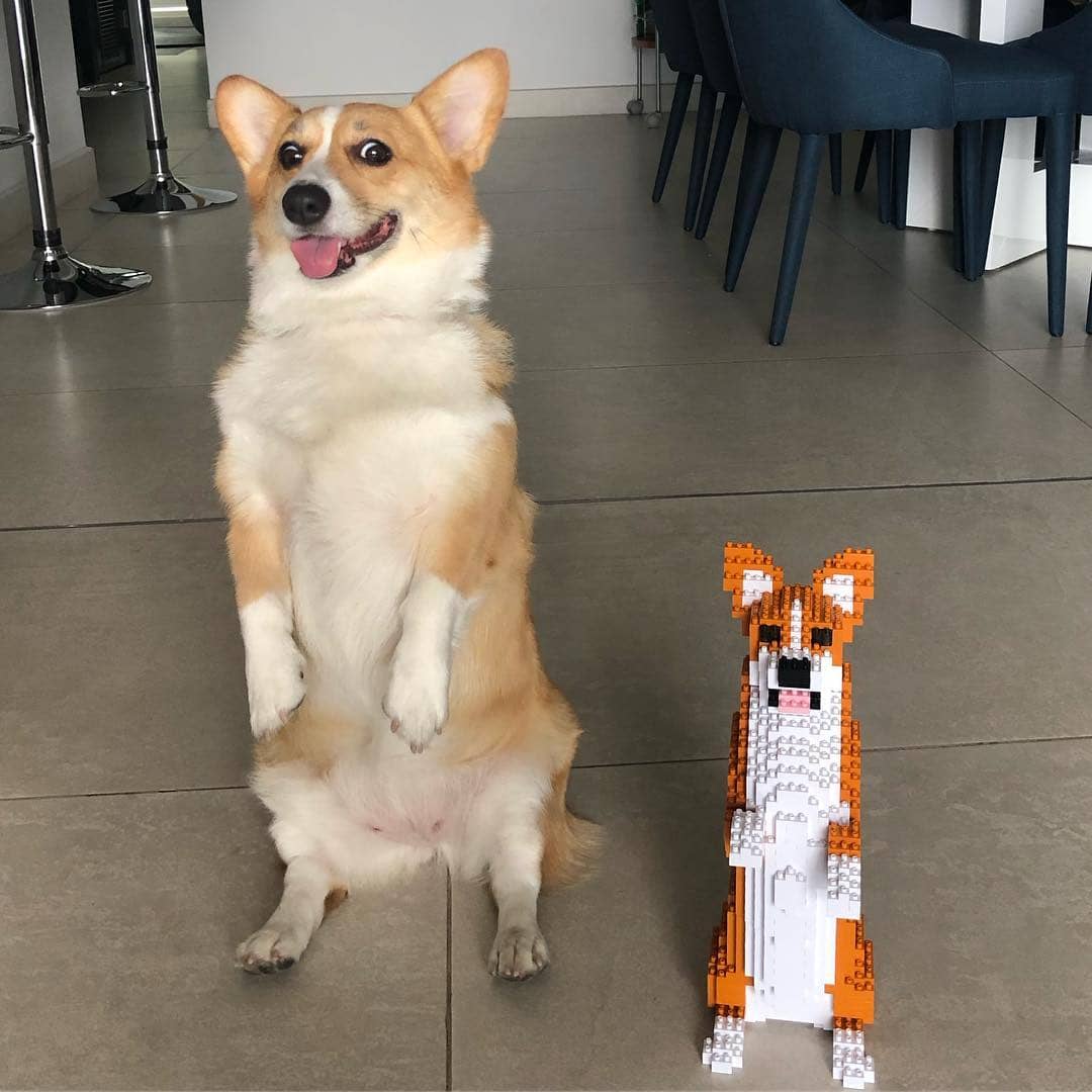 Welse Corgi