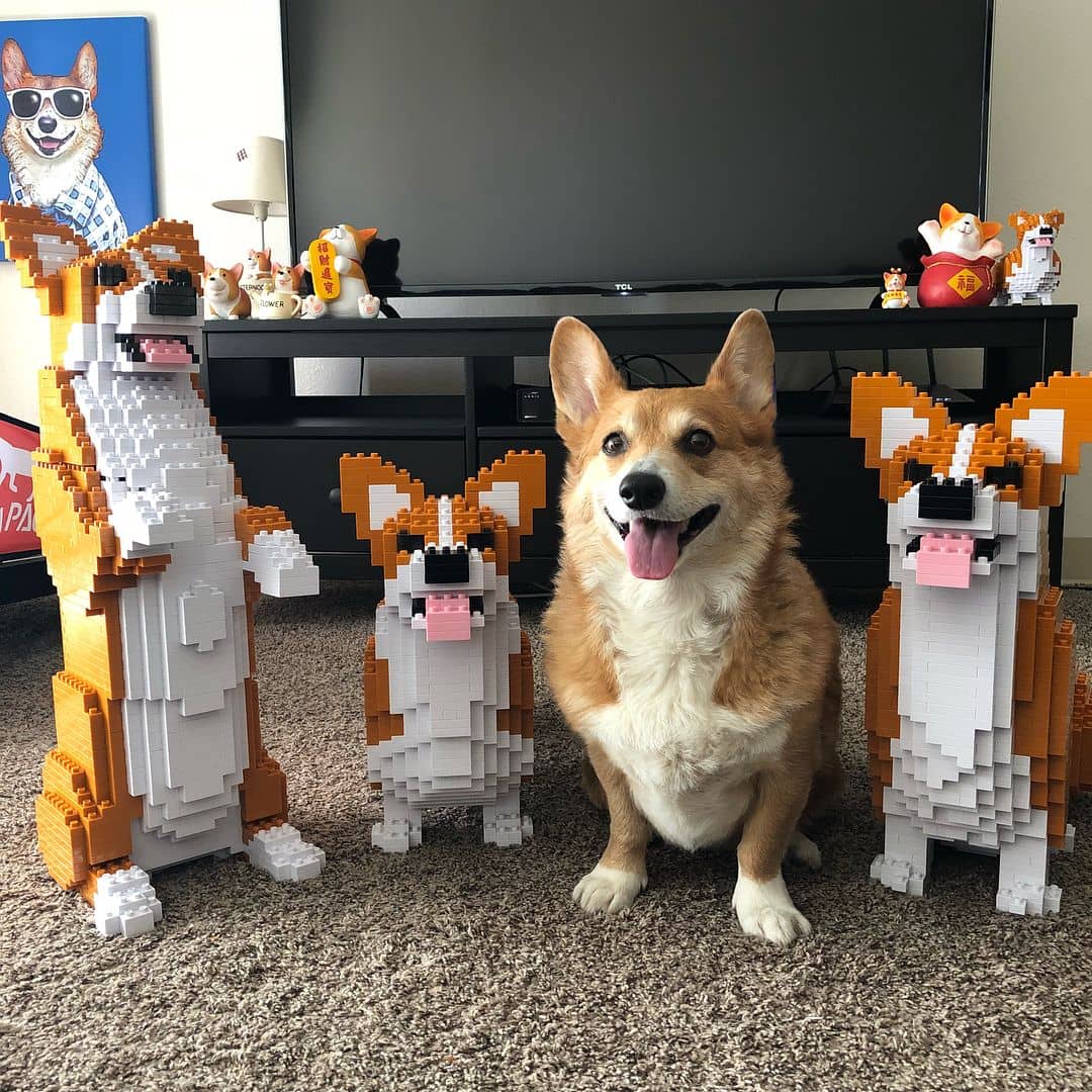 Welse Corgi