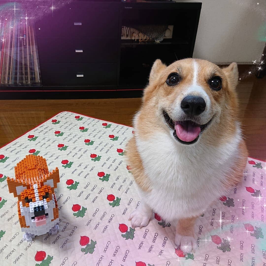 Welse Corgi