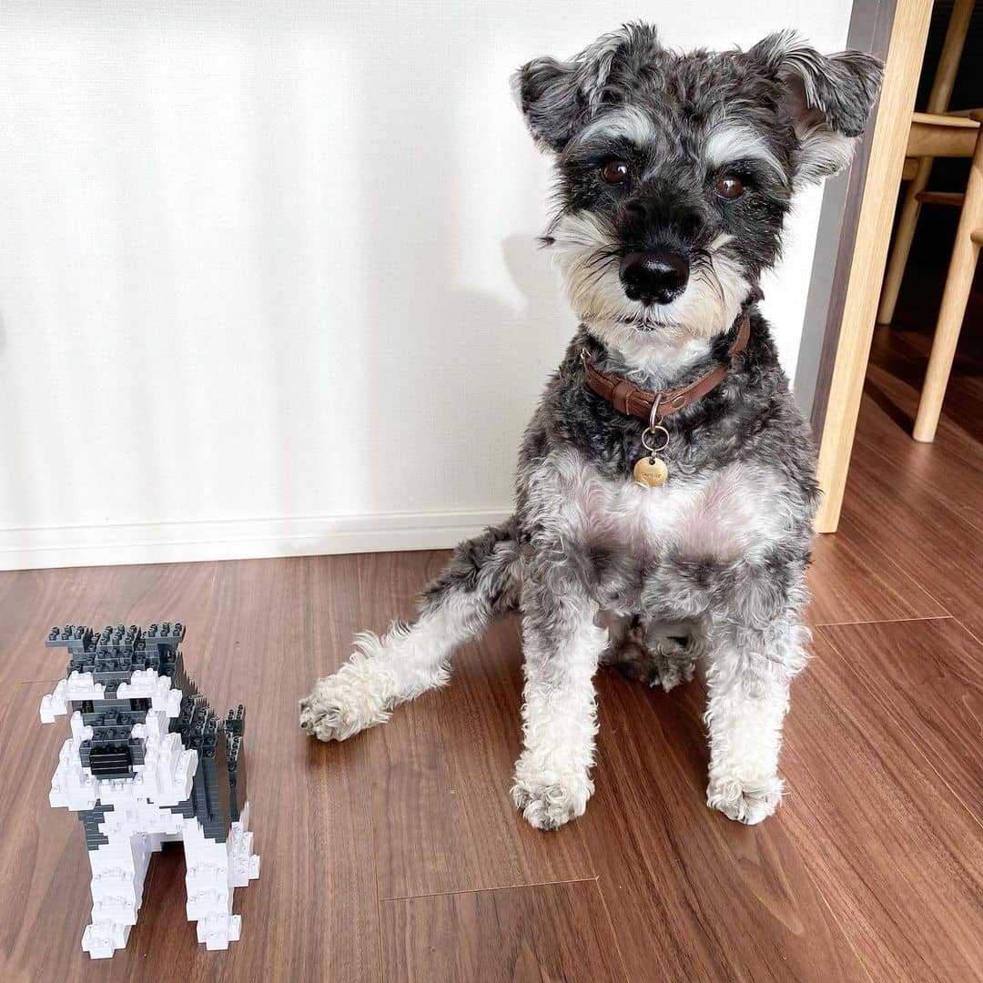 Schnauzer