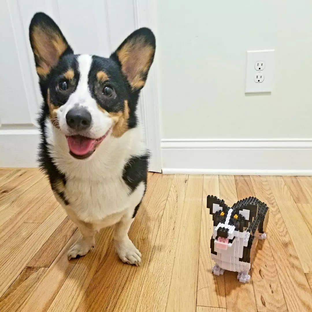 Welse Corgi