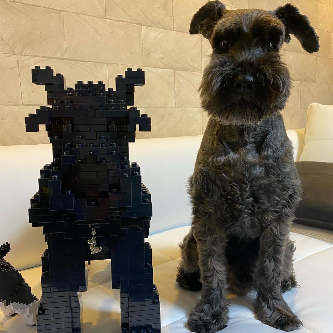 Schnauzer