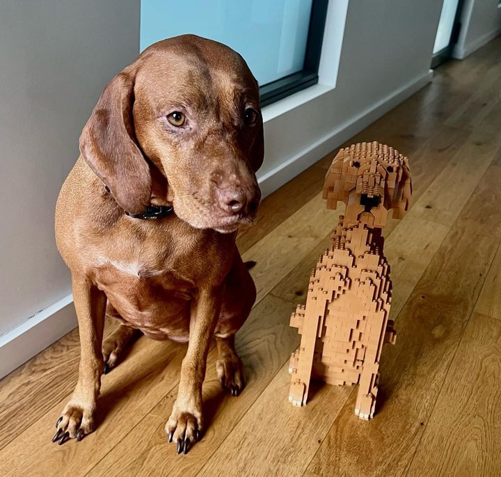 Vizsla