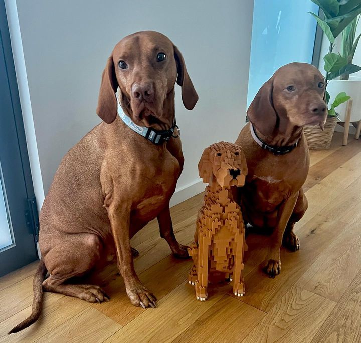 Vizsla