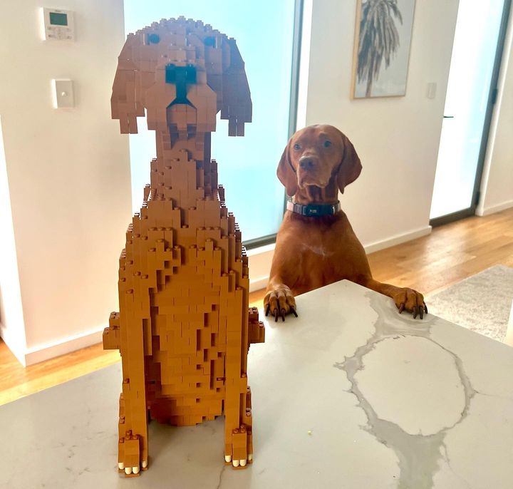 Vizsla