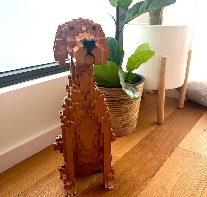 Vizsla