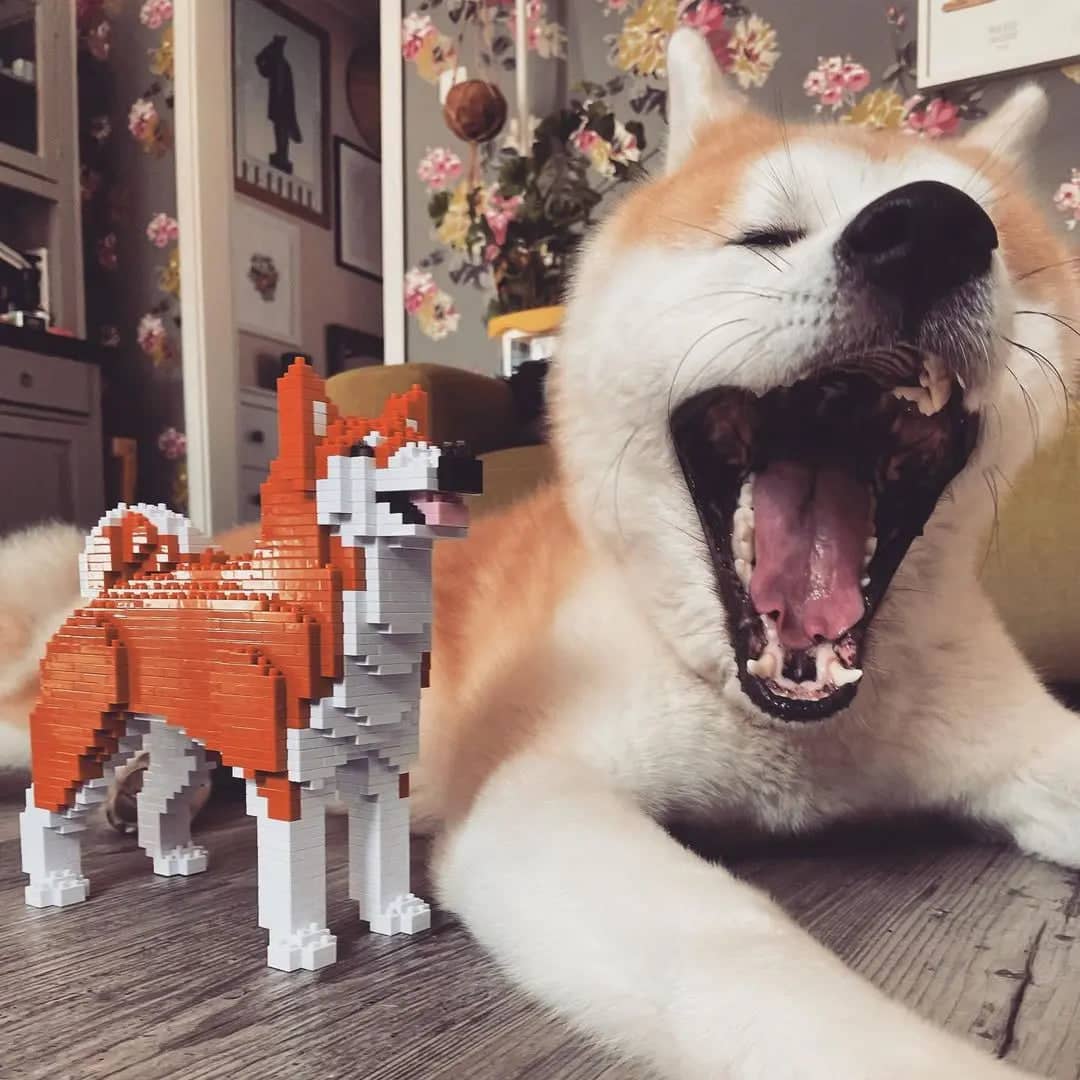 Akita Inu