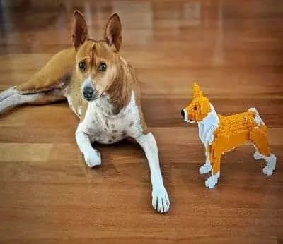 Basenji