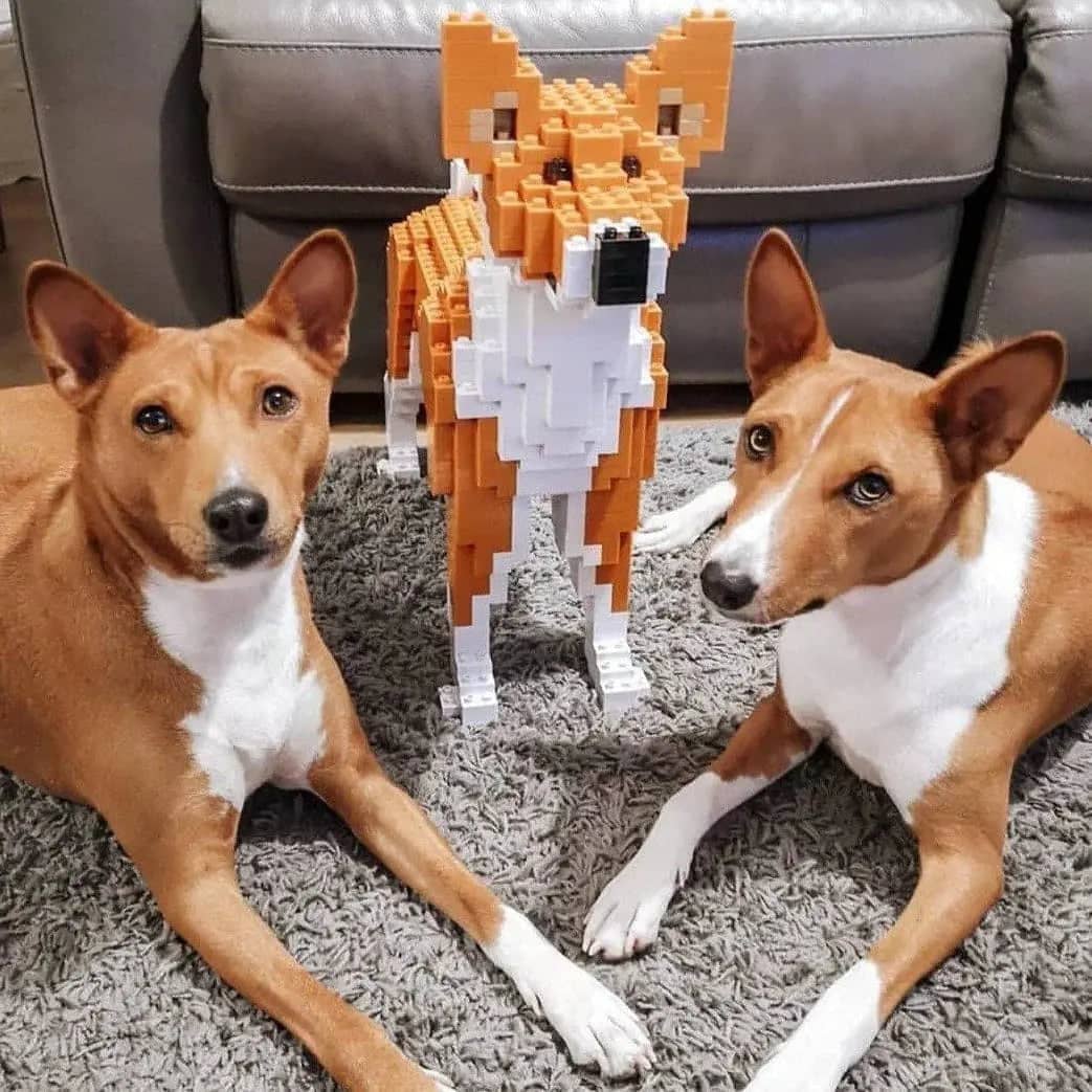 Basenji