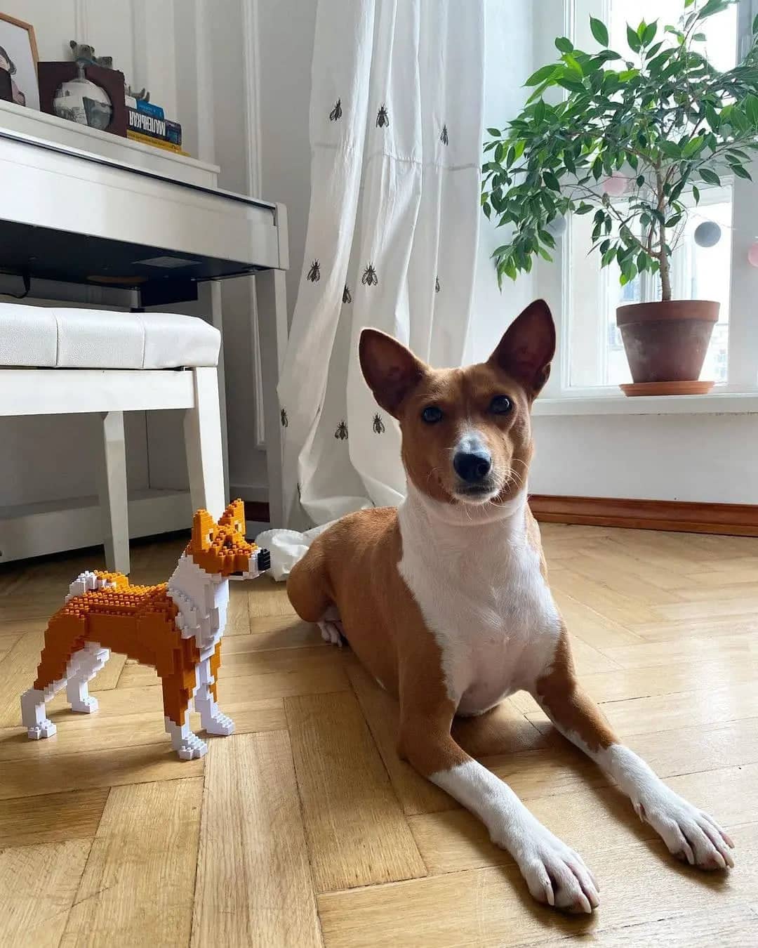 Basenji