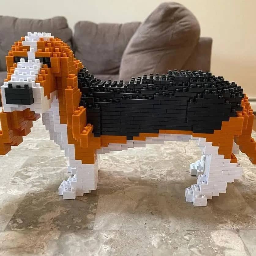 Basset hond