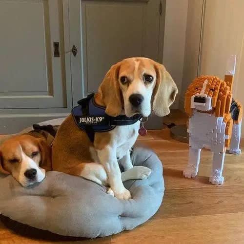 Beagle