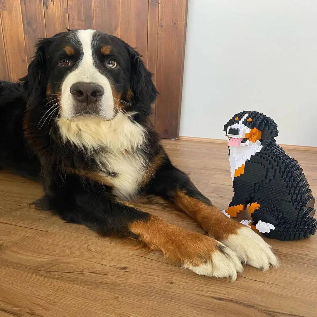 Berner Sennenhond