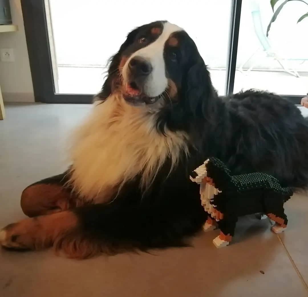 Berner Sennenhond