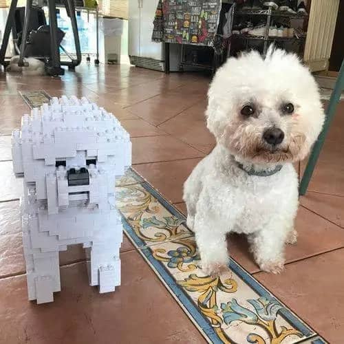 Bichon Frise