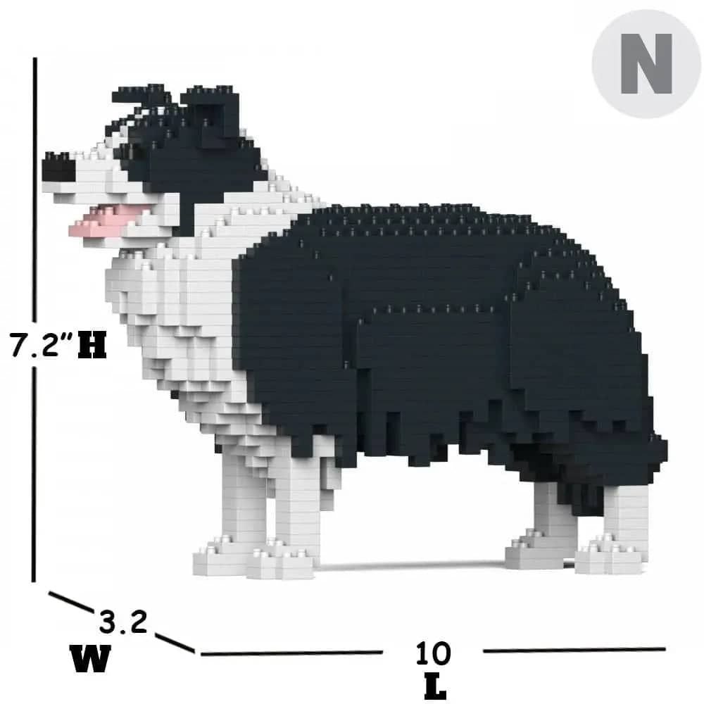 Border collie