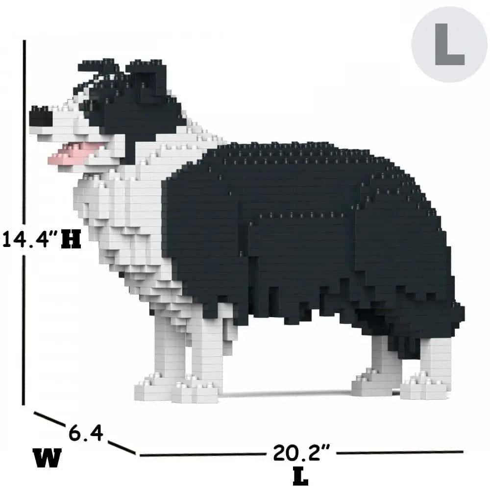 Border collie