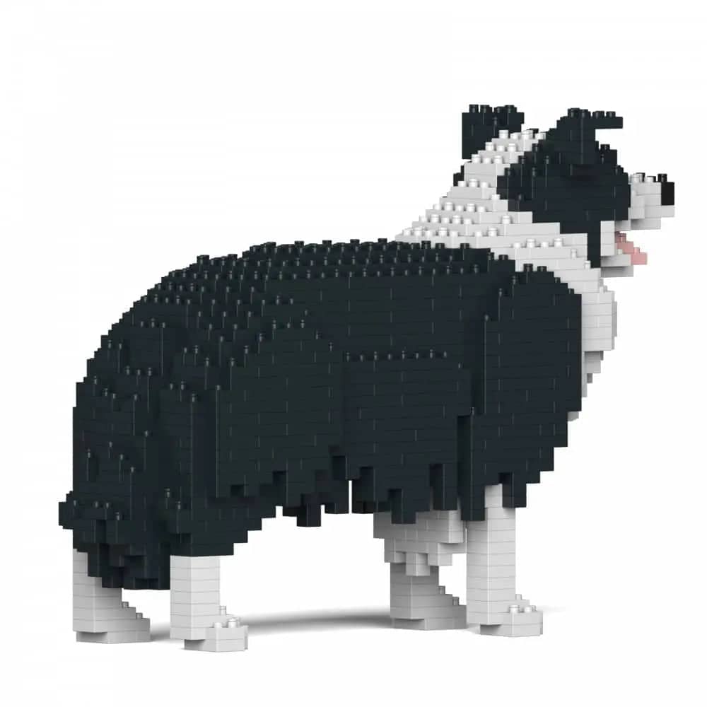 Border collie