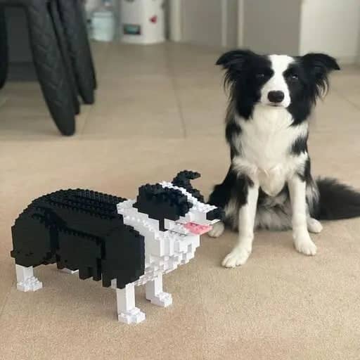 Border collie