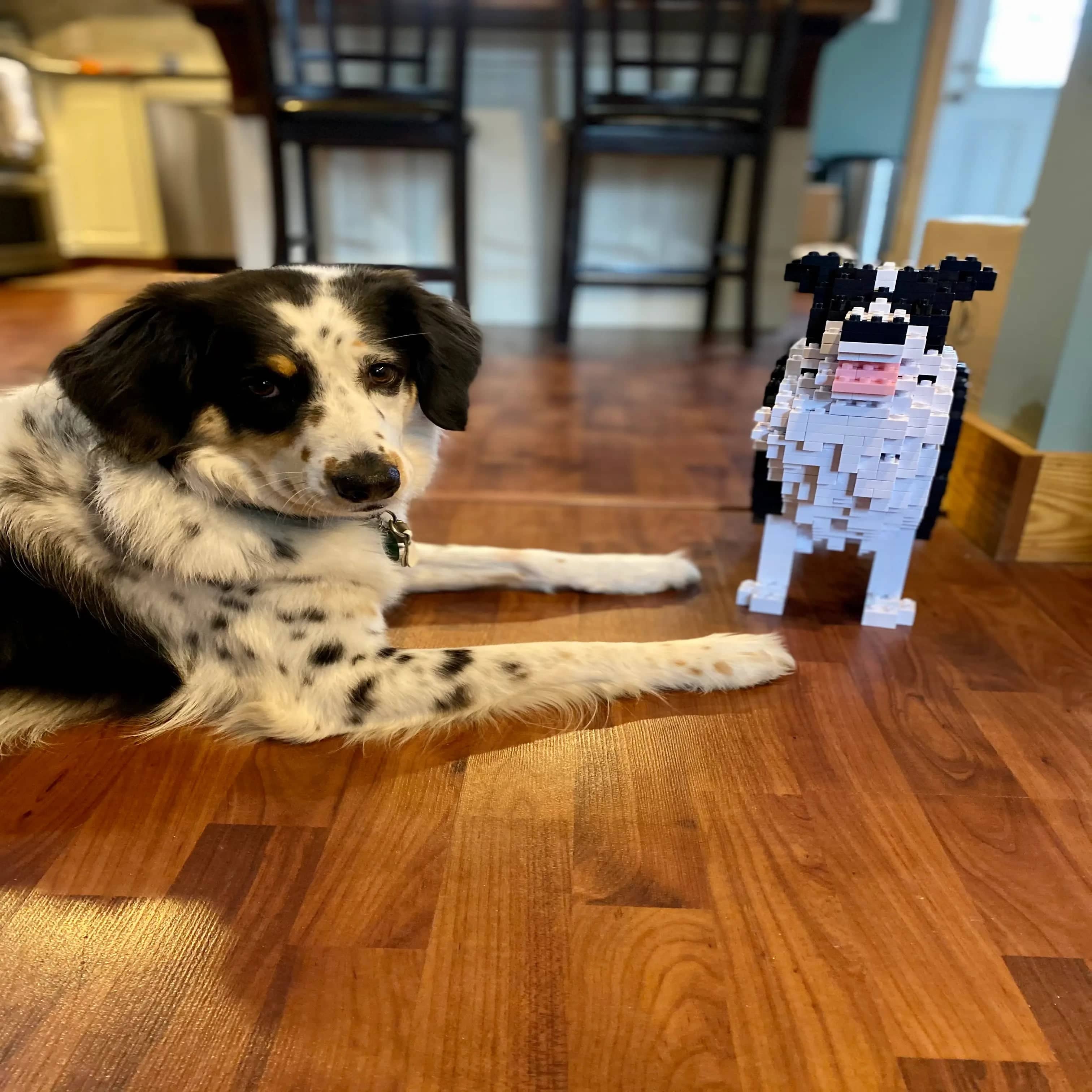 Border collie