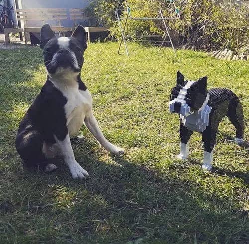 Boston terrier