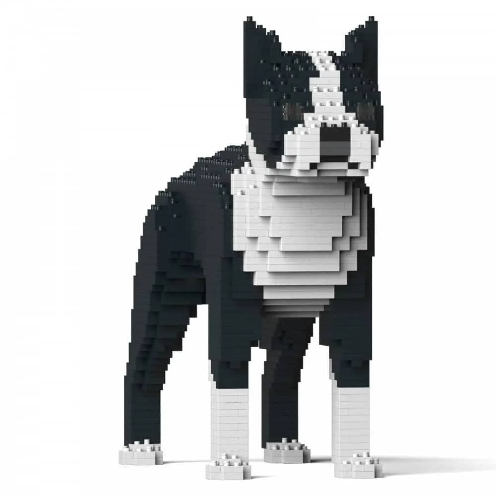 Boston terrier