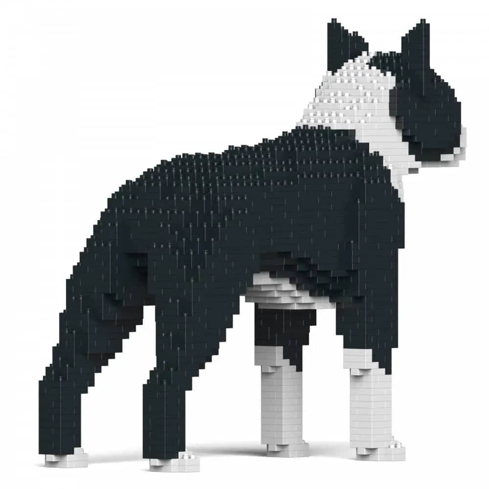 Boston terrier