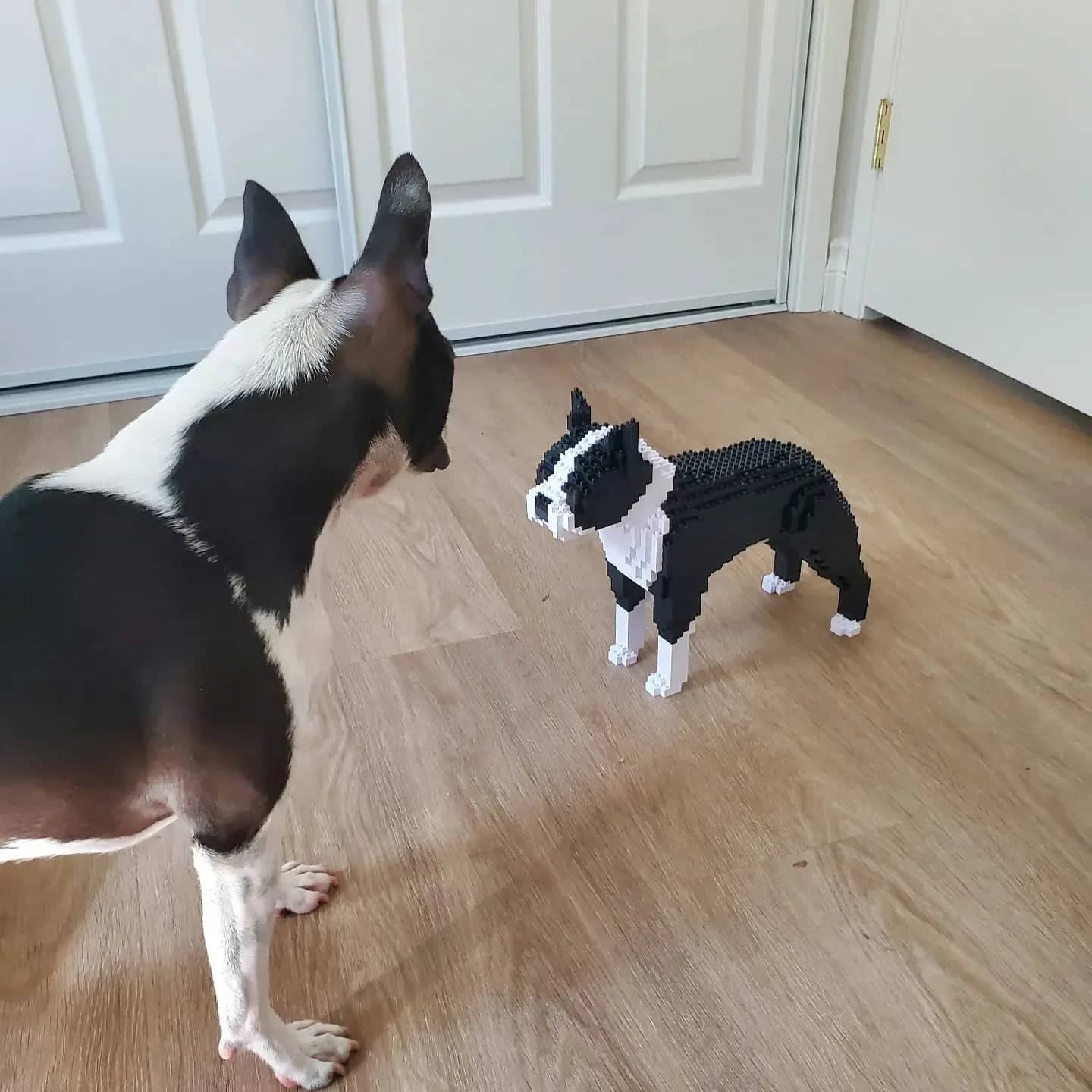 Boston terrier