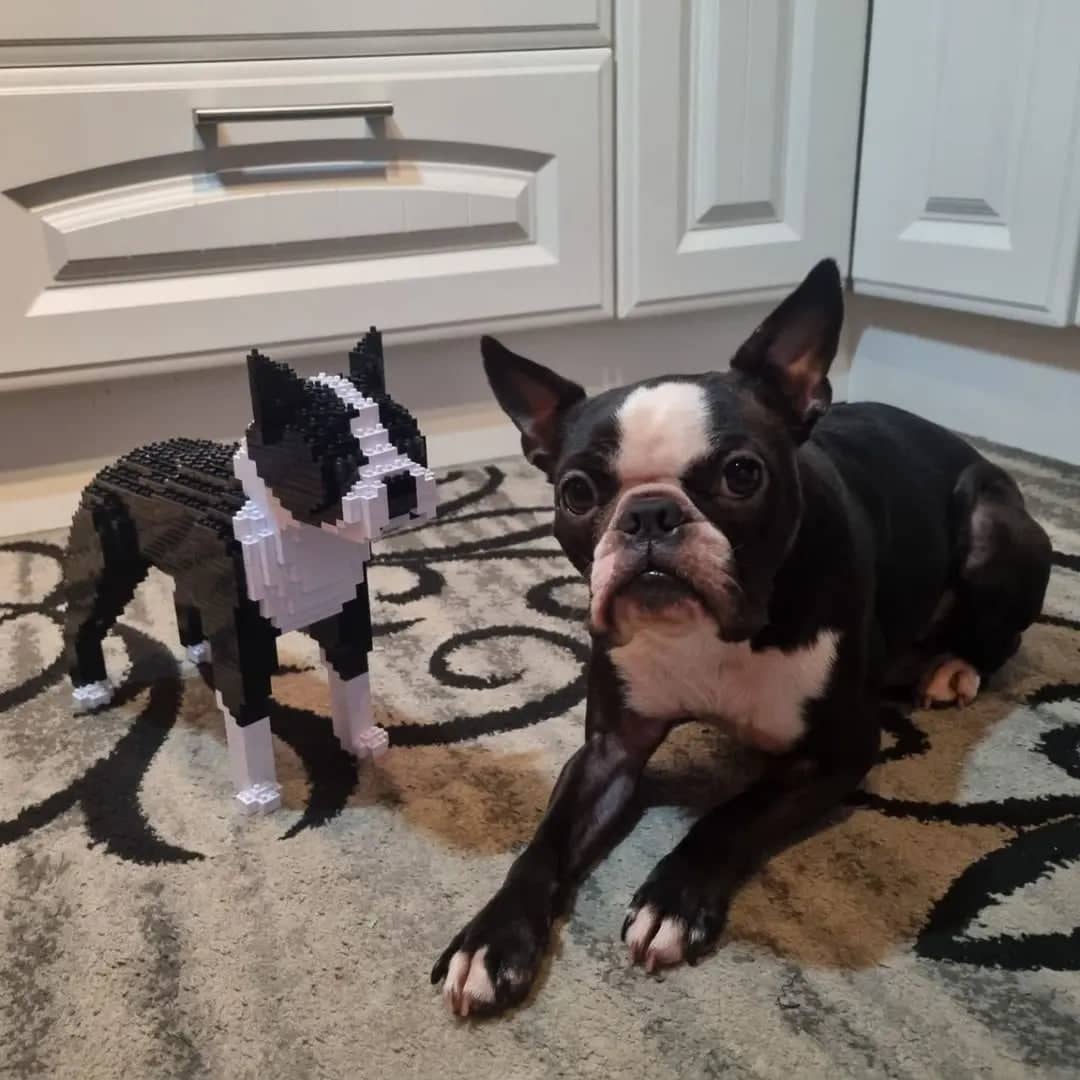 Boston terrier