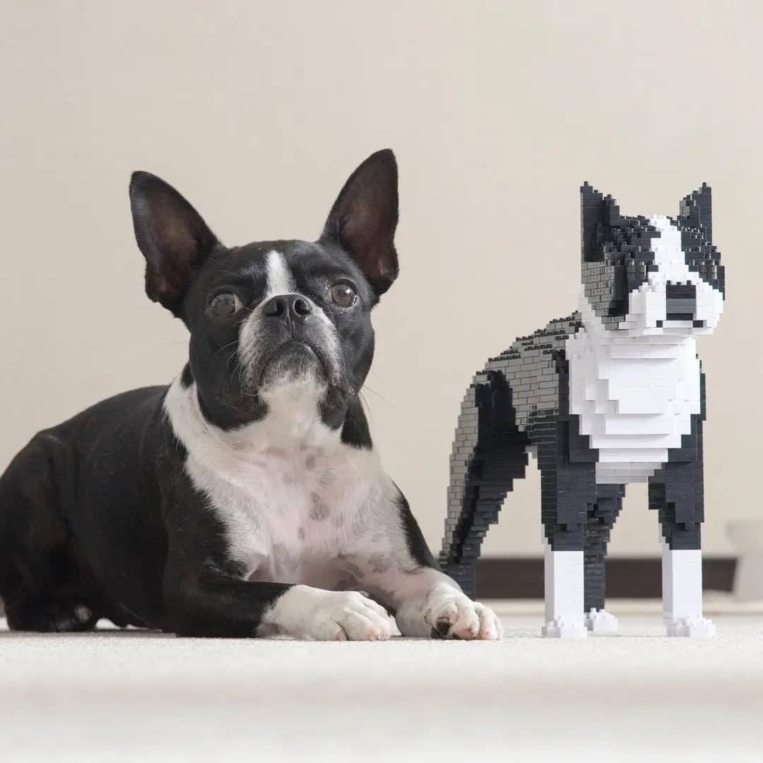 Boston terrier